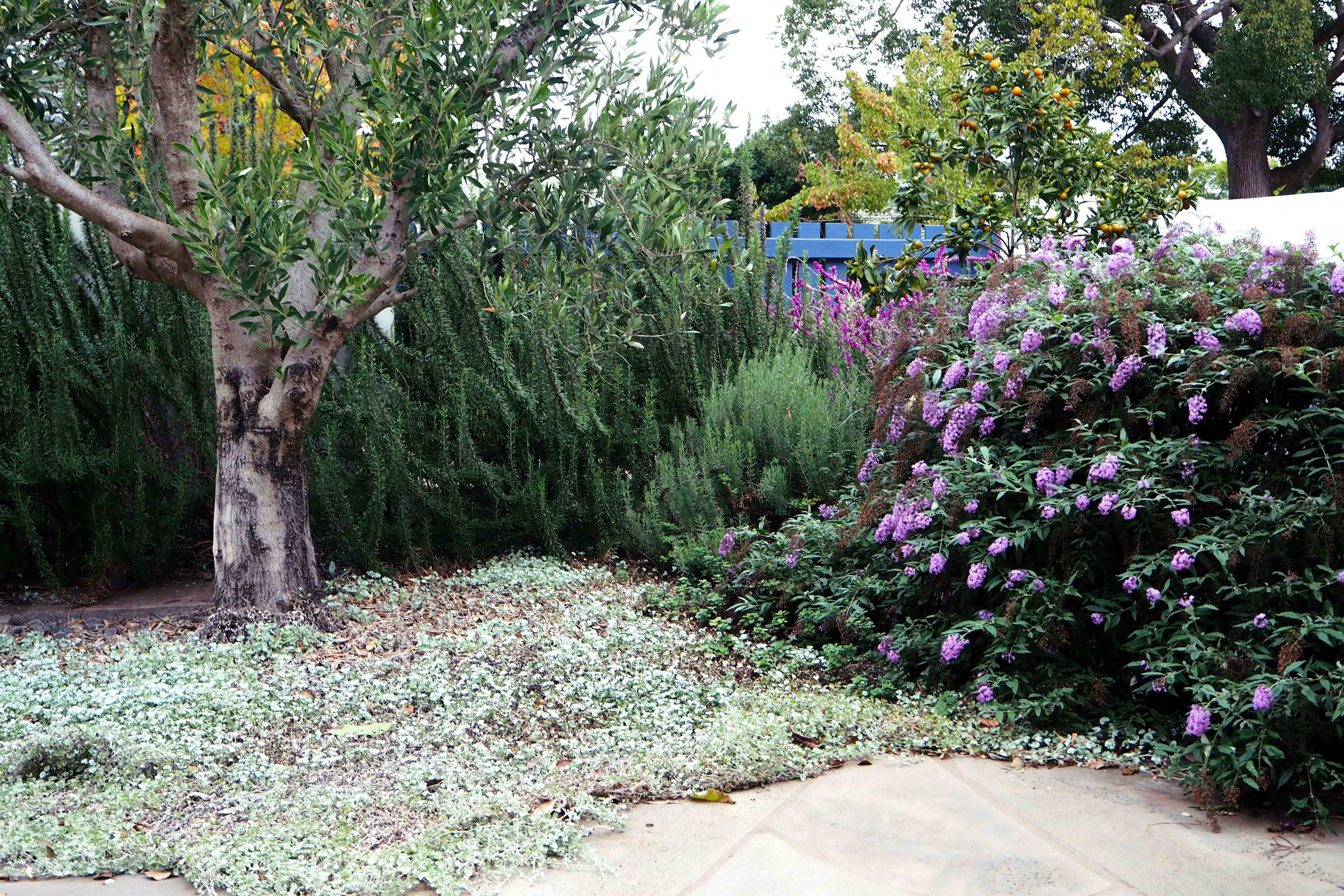 Toowoomba residential garden design landscape architecture studio